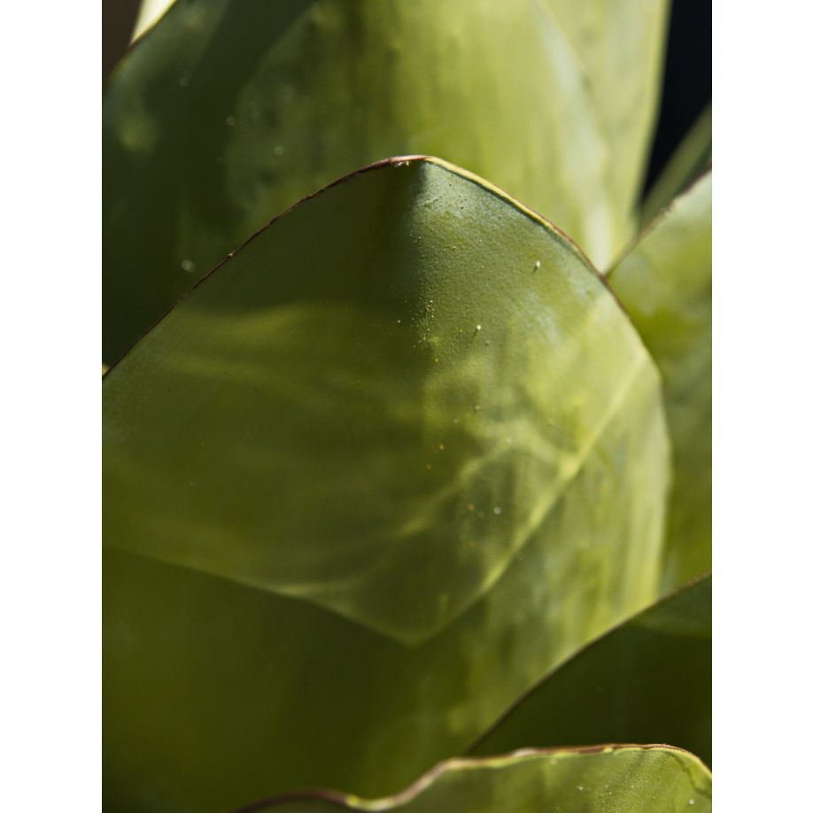 Gartenoase Agave Exklusive Dekoskulptur aus Eisen in 3 verschiedenen Größen